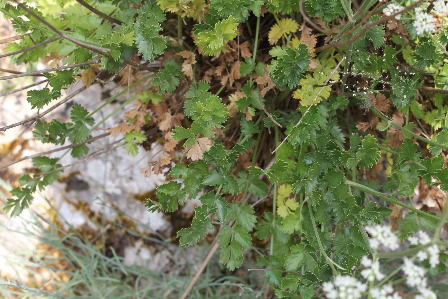 Pimpinella tragium / Tragoselino rupestre